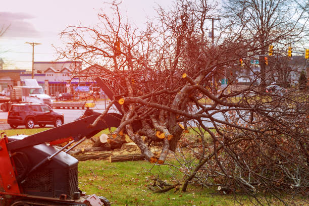 Best Tree Trimming and Pruning  in USA